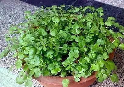 大葱、香菜不用买了,按这个方法种在阳台上,一