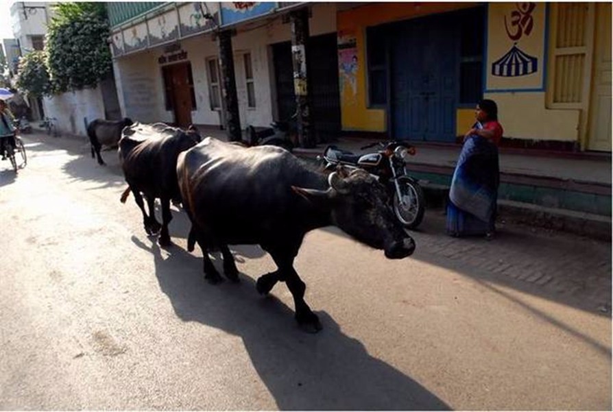 为何印度人看不惯中国人吃牛肉,却默许西方人