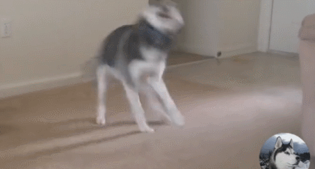 二哈在猫咪面前秀操作,结果一顿操作猛如虎,二哈撞成