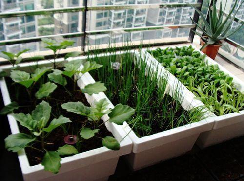 大葱、香菜不用买了,按这个方法种在阳台上,一