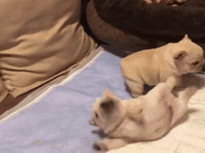 两只法斗宝宝打架,其中一只突然倒地.这么小都会碰瓷了?