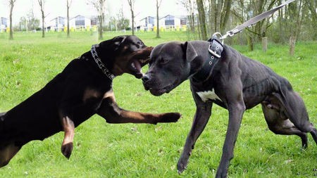 警犬里面战斗力最高的犬:罗威纳犬