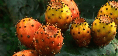 中国特有的这些野生奇葩水果, 全吃过算你牛