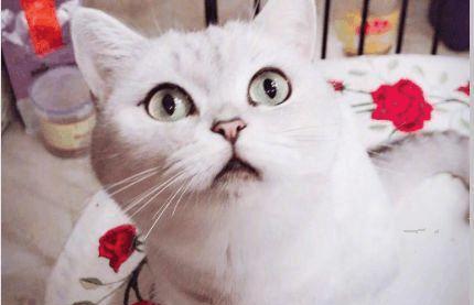 崔永元又发微博曝图:范冰冰冯小刚亲密照流出