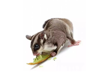 蜜袋鼯百科:飞行，并不是有翅膀才可以!