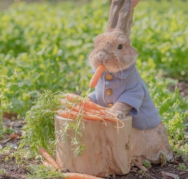 精心打扮过的小兔子,兔子:你愿意请我吃个胡萝卜吗?