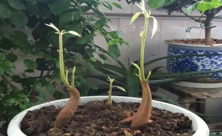 榴莲核怎么种出盆栽