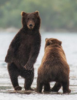 俄罗斯棕熊河边玩耍嬉戏, 网友: 这一定是俄罗斯人假扮的毛熊!