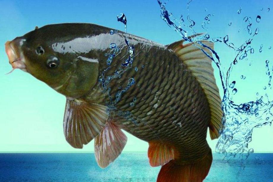 你知道鱼总浮出水面时为什么钓不到鱼吗?这里