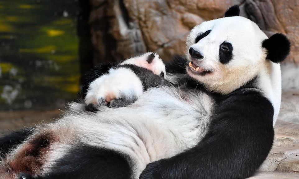 熊猫妈妈隆隆叼着俩月的"隆仔"在广州动物园