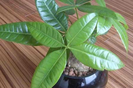 啤酒浇花,别人越浇越好,你却浇死了,啤酒到底适