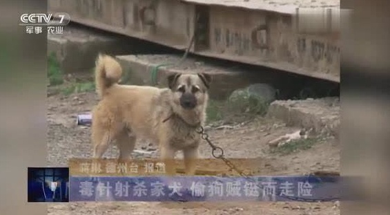 偷狗贼铤而走险,毒针射杀家犬,警方抓获嫌疑人