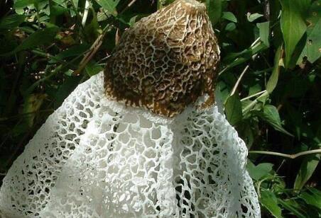 竹荪2018价格多少钱一斤?怎么种植?什么时间