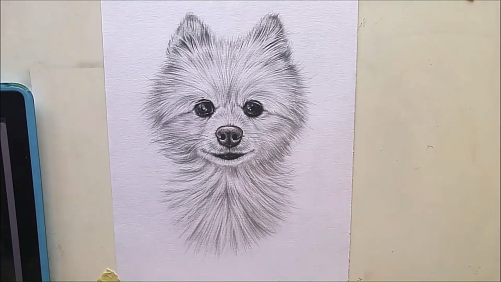 好可爱的博美小狗,铅笔画出来的哦!