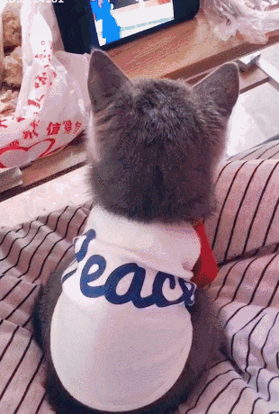 猫追剧看了一个小时后嫌眼疼,熟练用猫爪调亮度,厉害啦厉害啦