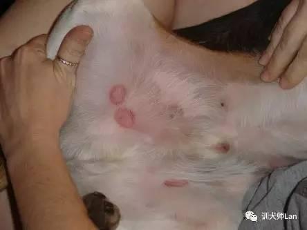 如果您在检查的过程中,发现蜱虫,从镊子将蜱虫整个移除,切勿直接将其