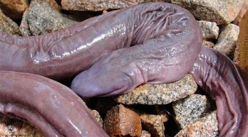 女子郊外偶遇恶心的软体动物,原以为是蚯蚓,却