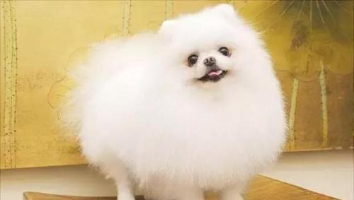 什么狗最可爱最萌?十大比较可爱的狗狗品种!你的爱犬排第几?