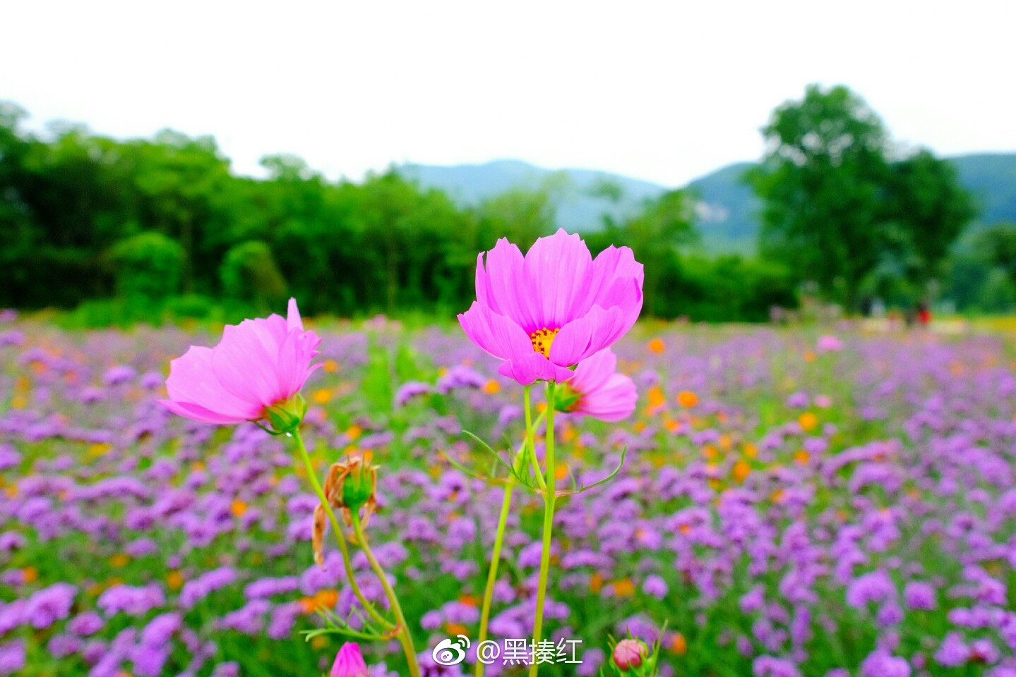 广德,太极五色谷花海