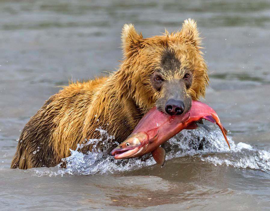 动物世界的残酷真相:弱肉强食 适者生存