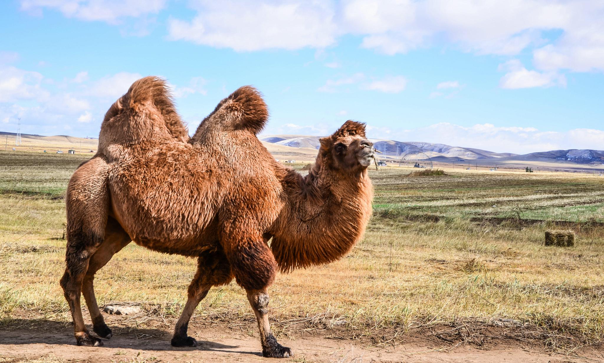 图片素材 : 野生动物, 动物群, 骆驼喜欢哺乳动物, 野马马, 阿拉伯骆驼 2304x1536 - - 74550 - 素材中国, 高清壁纸 - PxHere摄影图库