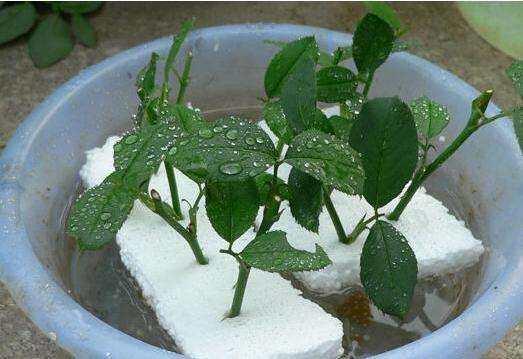 生根粉不用买，教你5招自制生根剂，比生根粉管用100倍！