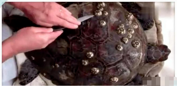 男子海边散步, 发现背上满是子弹孔的乌龟, 细