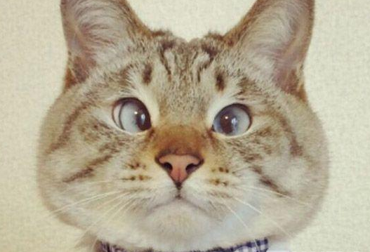 日本对眼猫意外走红 Luhu委屈猫走红网络
