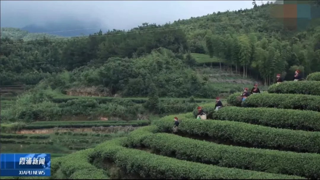 以下视频的截图来自霞浦电视台 茶岗村位于福建省霞浦县水门乡,原名"