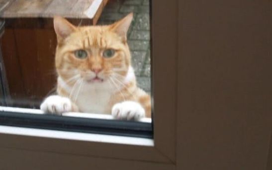 可怜的橘猫!外面下雨了它进不去家门,看它的表情都快哭了