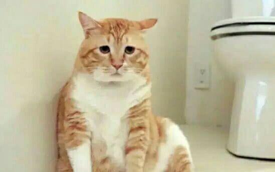 送给朋友一只猫咪,结果没过两天她就说不养了