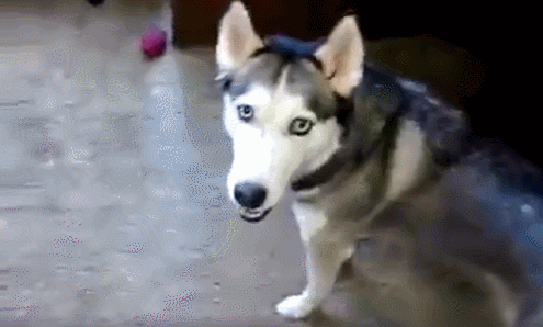 狗狗中哈士奇是可谓是最调皮捣蛋的了 而且还喜欢拆家 想让他停下来