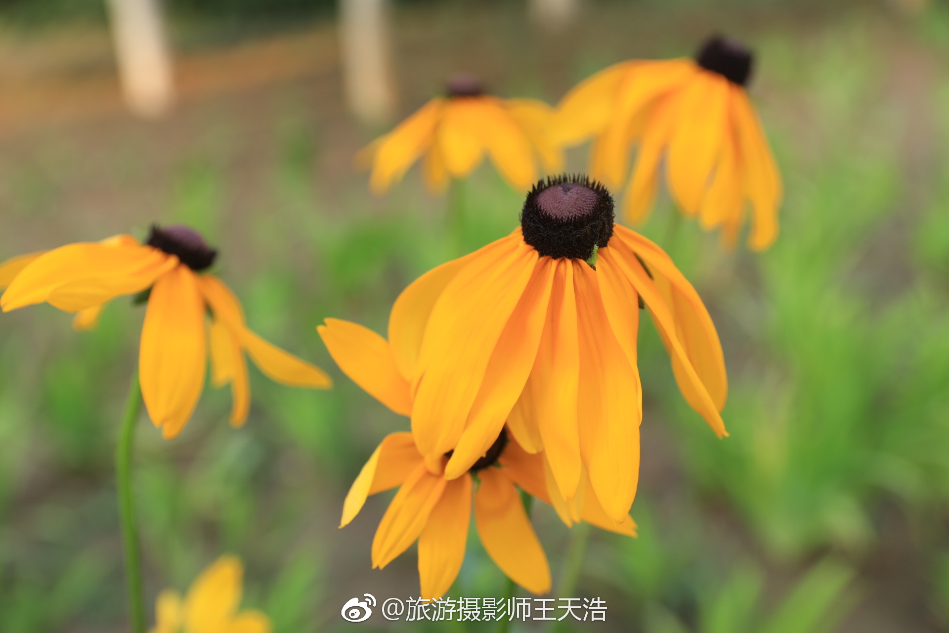 今天北京经历了历史上最诡异的天气。早上桑拿