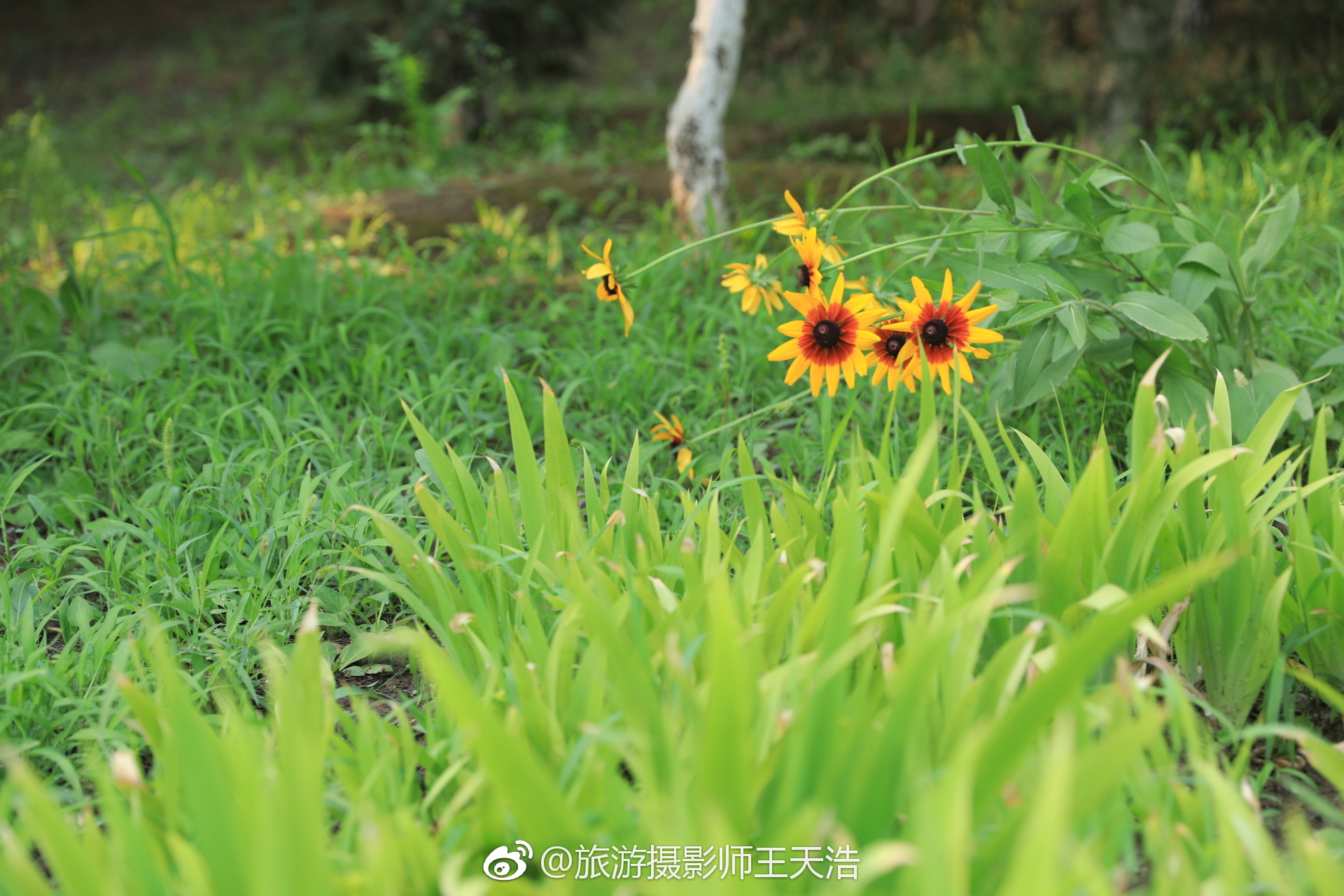 今天北京经历了历史上最诡异的天气。早上桑拿