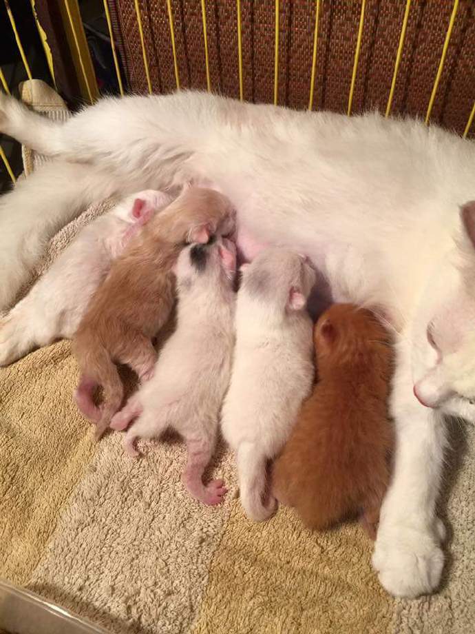 猫麻麻刚生完猫宝宝,猫粑粑就立马过来又亲又舔,好像在说