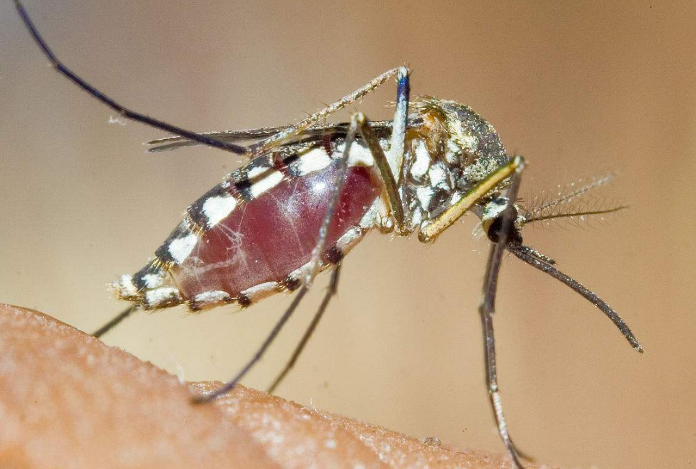 为什么不消灭蚊子,消灭蚊子会发生什么?