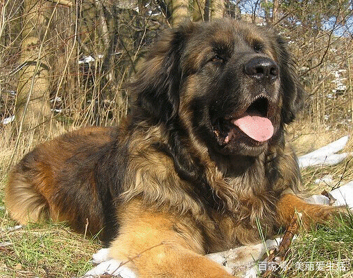 5种寿命最短的狗,希望没有你家的狗子,想长久