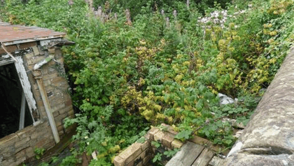 房子过户给儿子钱没拿到, 儿媳离婚想分房产, 能