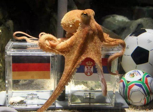 世界杯神预测的宠物!第一堪称神仙,最后一位预