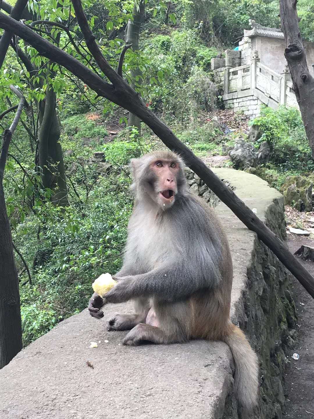 黔灵山这么霸气的猴子,活得像个猴样,活出了自己的本性