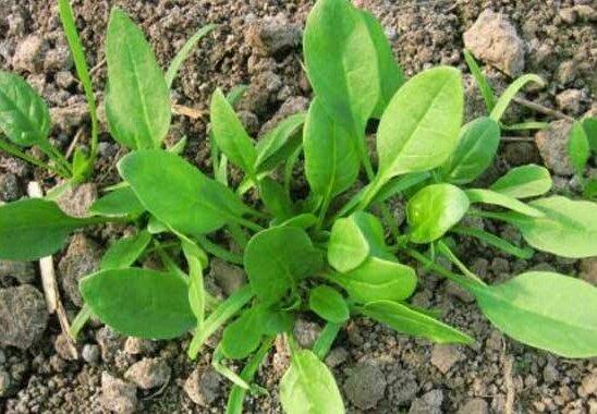 在立秋后,农村有哪些东西就不能种了,有哪些可