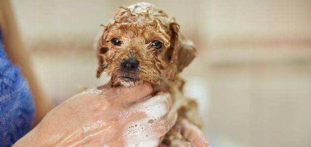 泰迪用什么洗澡可以去异味?做到这几点,轻松能