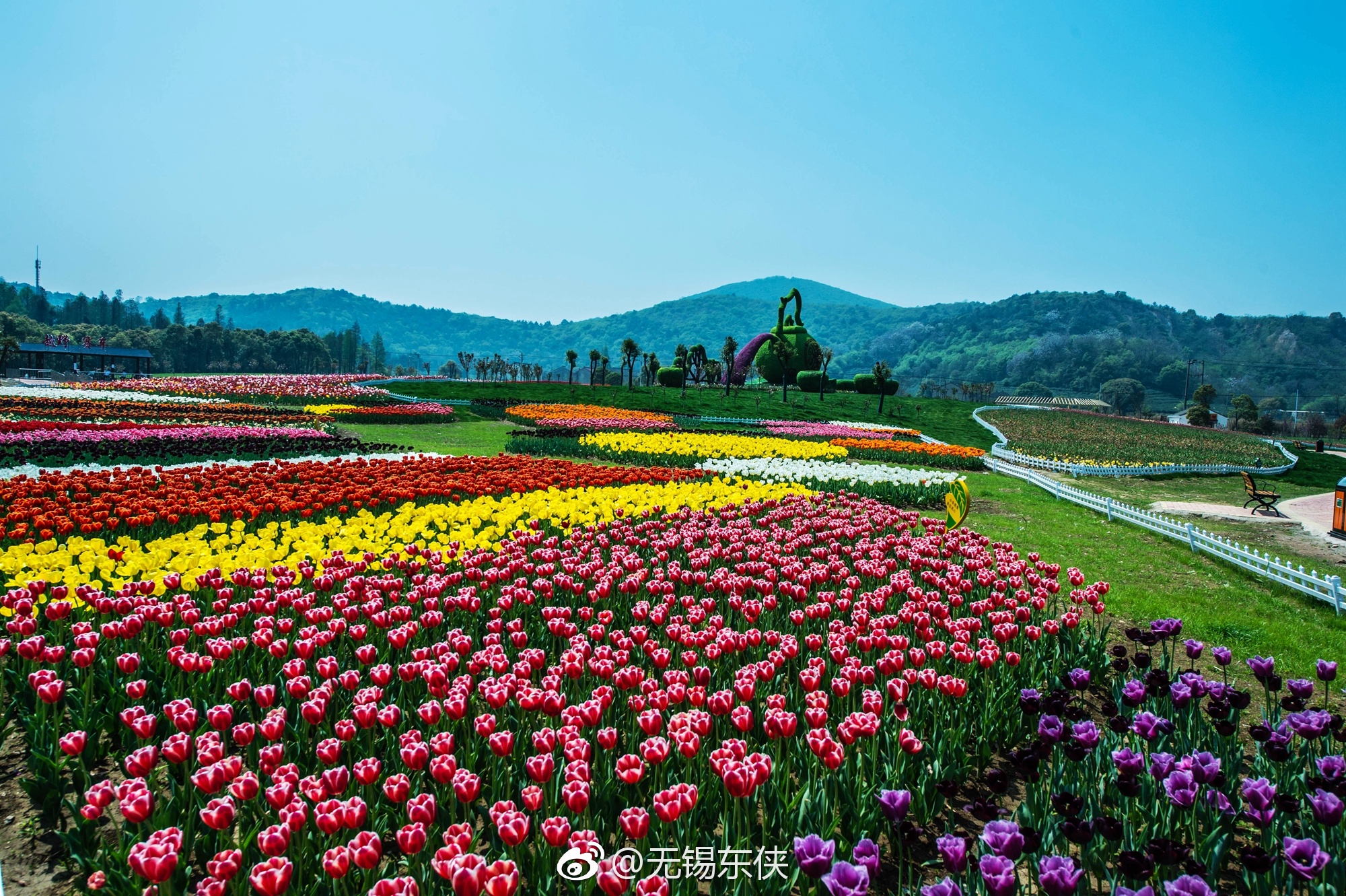 哇 ,无锡花千谷主题乐园盛开着百万郁金香