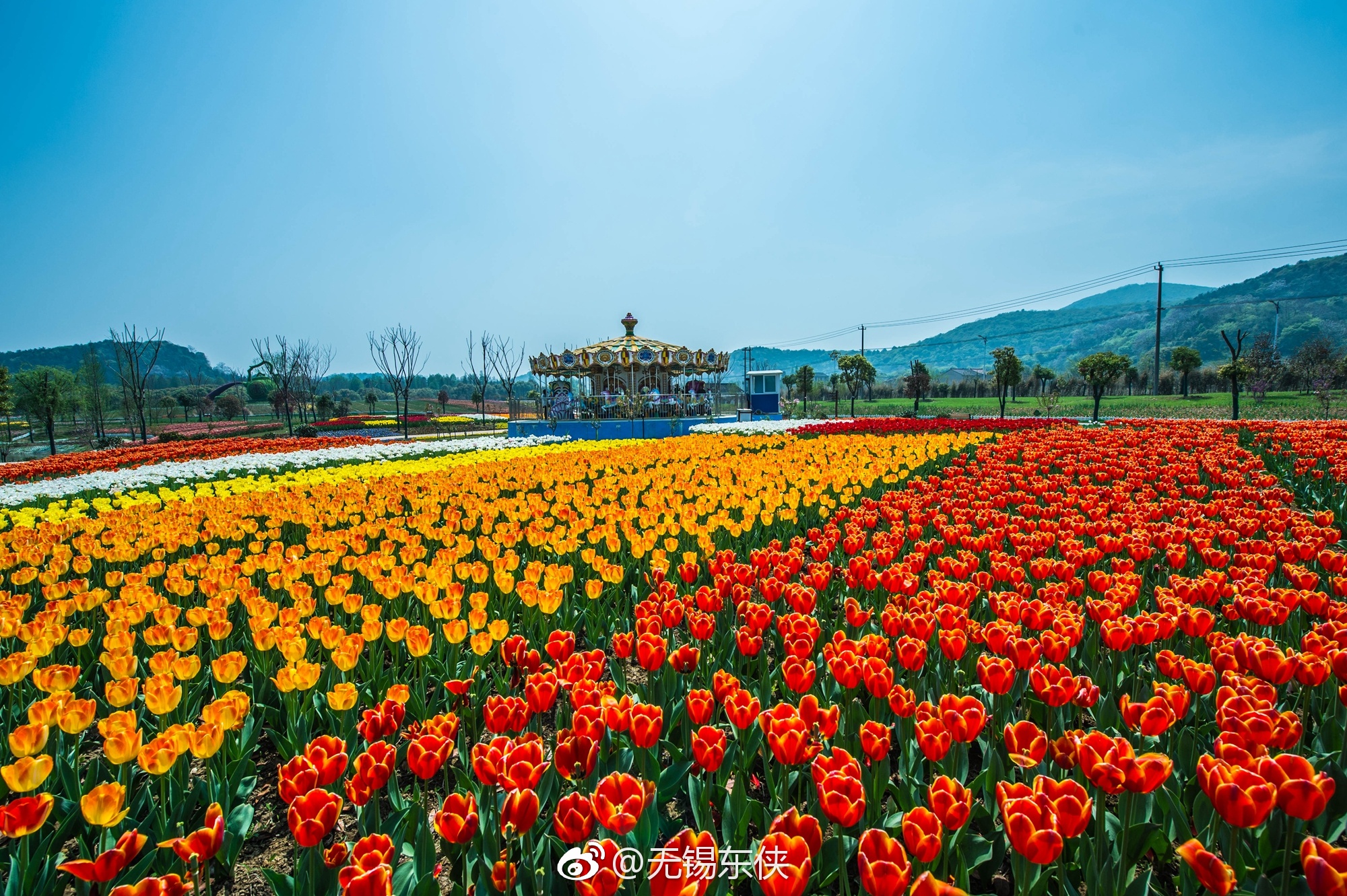 哇 ,无锡花千谷主题乐园盛开着百万郁金香