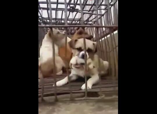 屠宰场里狗妈妈，用嘴含住小狗身体，说可保护小狗！