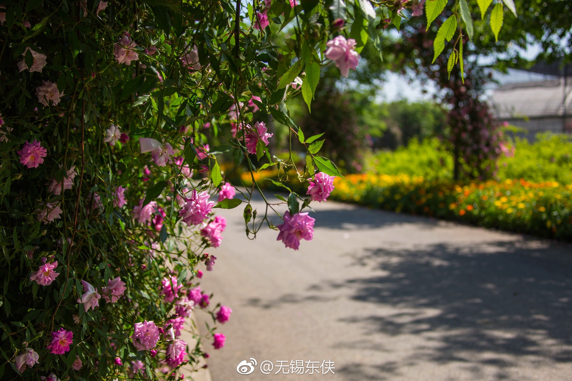 无锡鹅湖玫瑰园,处处呈现出一派春天的气息