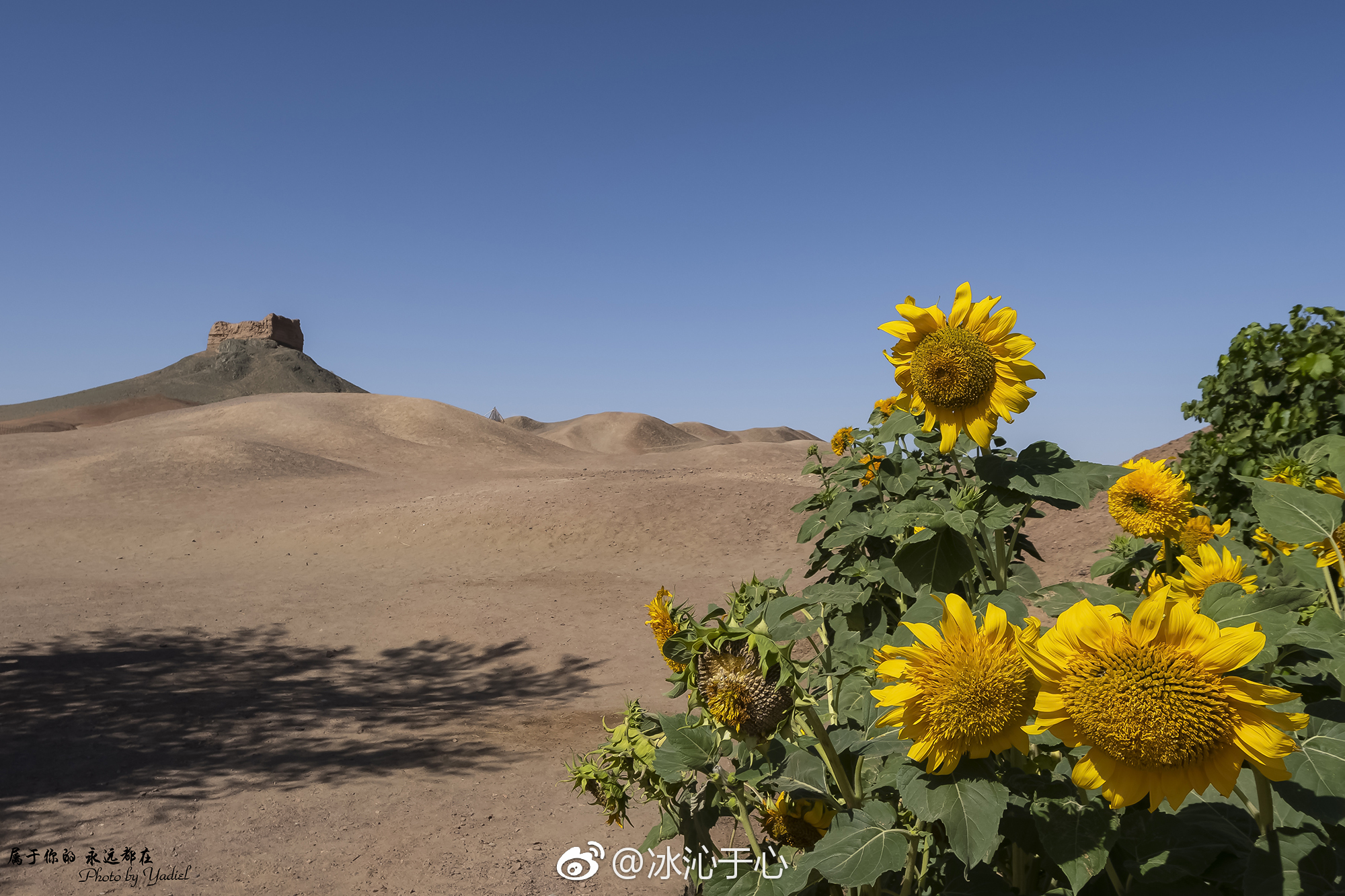 西出阳关无故人的前一句是什么（何处寄相思免费全文阅读无弹窗）-85模板网