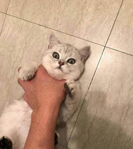 猫咪刚舔完小屁屁就去亲主人的嘴巴,主人知道