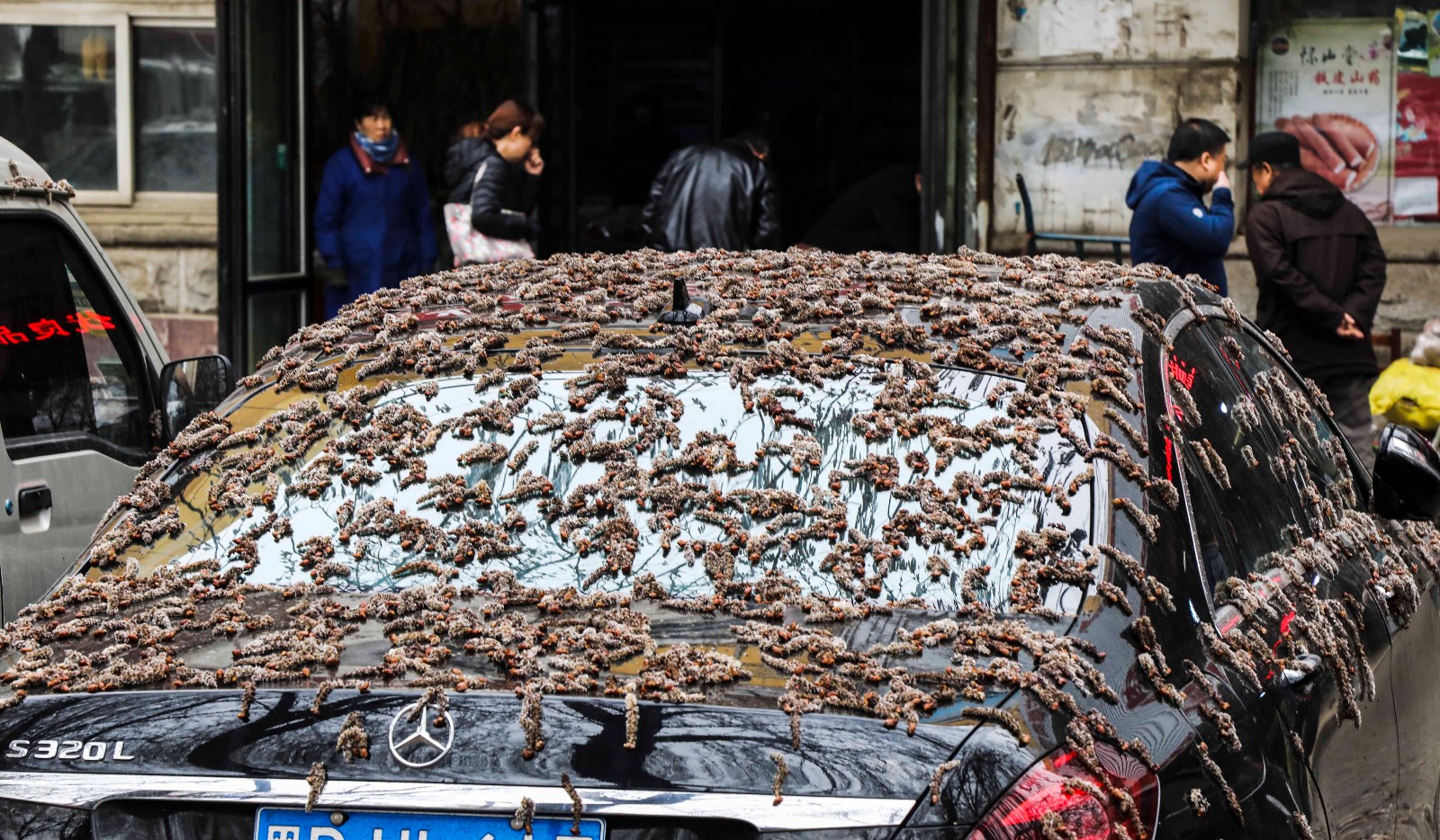 密集恐惧症图片