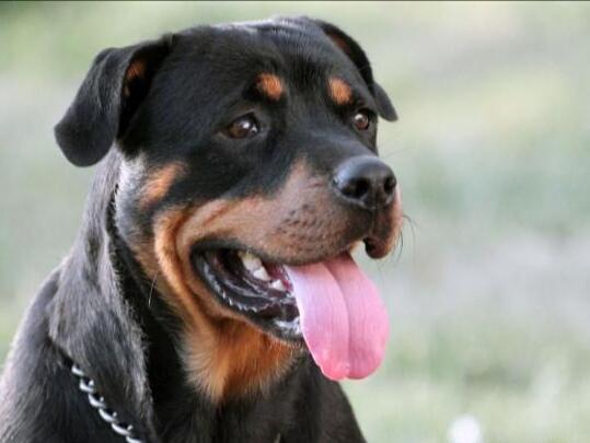 罗威纳犬为何这么受欢迎?看完你就知道它有多